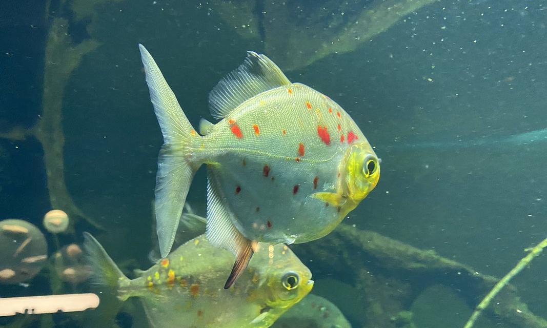 观赏鱼混养的最佳选择（打造多彩水族乐园）