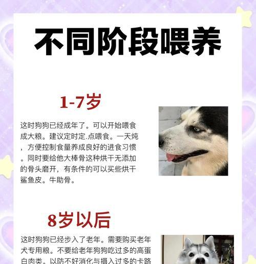 哈士奇的磨牙周期与技巧（了解哈士奇磨牙的周期，掌握正确的磨牙技巧）