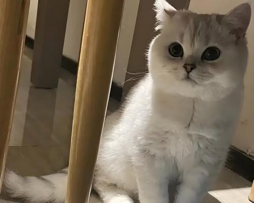 养猫不要养这7种猫，简直就是在“烧钱”（为了避免财务压力和不必要的麻烦，养猫之前请慎重选择）