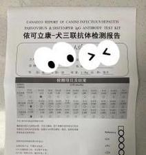 小狗出生后抗体的形成时间及影响因素（揭秘小狗免疫系统的成长过程及其重要性）