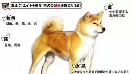 秋田、柴犬、豆柴的区分与柴犬花色基因解析（秋田犬与柴犬的区别、豆柴犬的特点及柴犬花色遗传机制）
