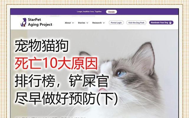 影响猫咪价格的关键因素（揭秘常见猫咪的身价列表，了解宠物市场的规律）