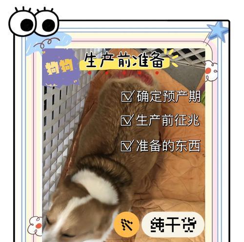 狗狗生产过程耗时多久？（深入了解狗狗的生产周期及时间要求）