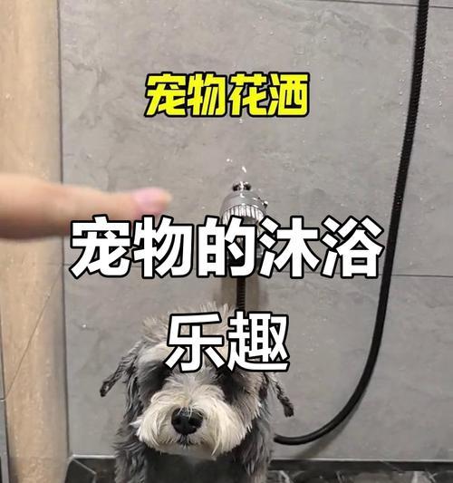 宠物狗洗澡频率如何选择？（探讨宠物狗洗澡的最佳时间间隔）