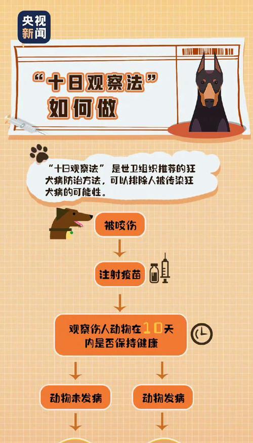 狗受伤后的康复过程（从受伤到恢复，关键在耐心和专业护理）