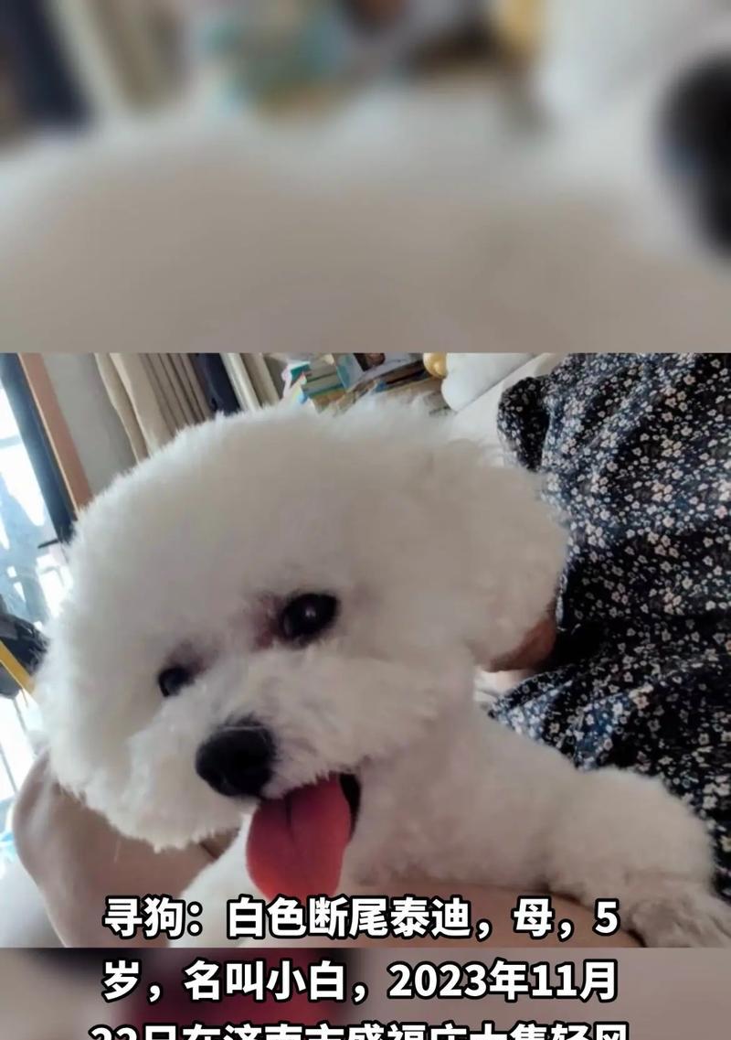 小泰迪的断尾恢复需要多长时间？（探究小泰迪断尾后康复的时间周期及注意事项）