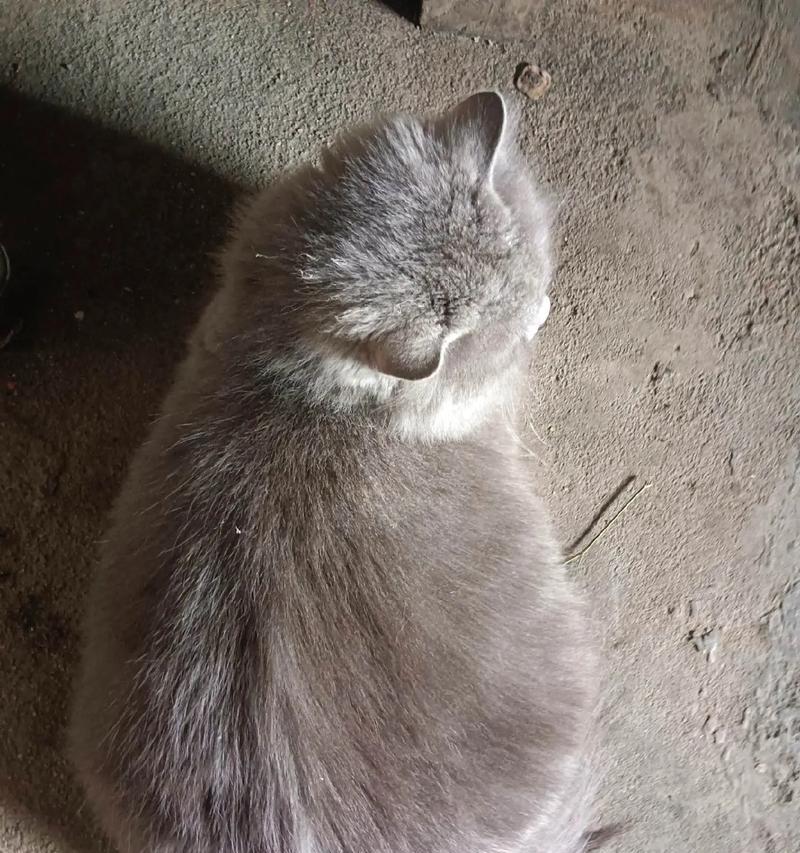猫咪产前阵痛（了解猫咪产前阵痛的时间和迹象）