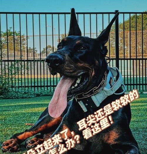 杜宾犬剪耳的注意事项及好处（了解杜宾犬剪耳的重要性及相关细节）