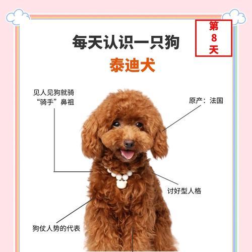 泰迪犬感冒需要多久才能康复？（探讨泰迪犬感冒康复的时间和方法）