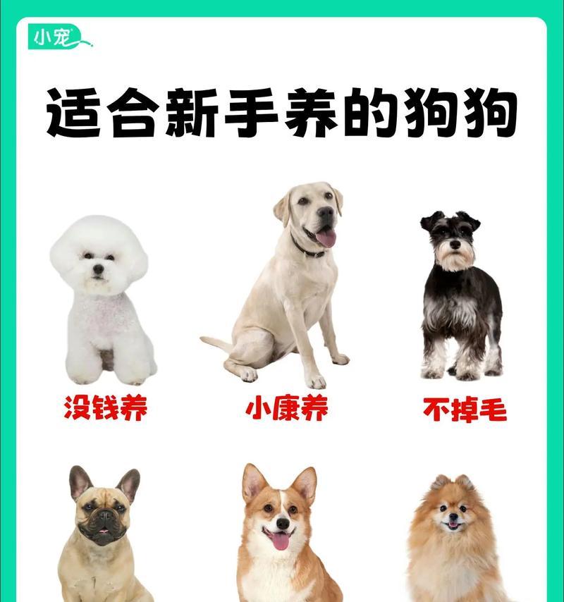 易养活的6种狗狗推荐（新手也能轻松饲养的皮实狗狗品种）