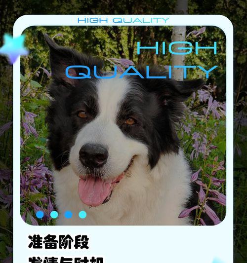 狗狗配种生产周期详解（从交配到产仔，了解狗狗生育过程）