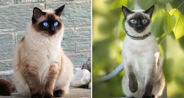 世界猫的多样品种（探索世界各地的猫咪品种与特点）
