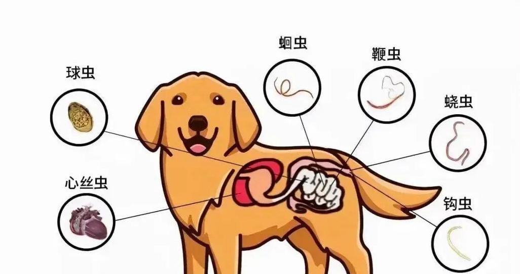夏季驱虫，关爱狗狗健康（狗狗夏季驱虫必要性和驱虫时间选择）