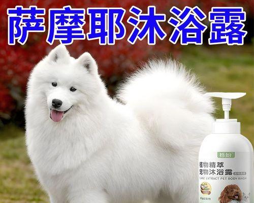 萨摩狗狗洗澡时间的重要性（了解萨摩狗洗澡频率，让你的宠物保持健康与清洁）
