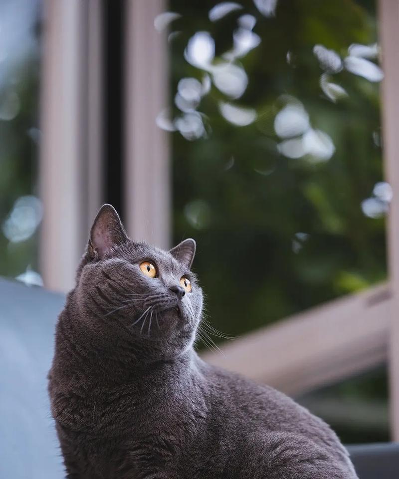 英国短毛猫（探索英国短毛猫的多样颜色，挑选适合你的伴侣猫）