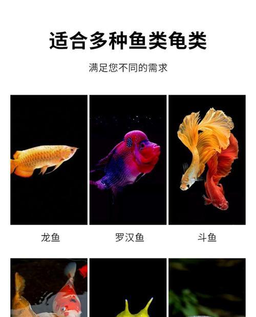 新金鱼的喂食时间（科学养鱼须知，金鱼饲养的关键是定时定量）