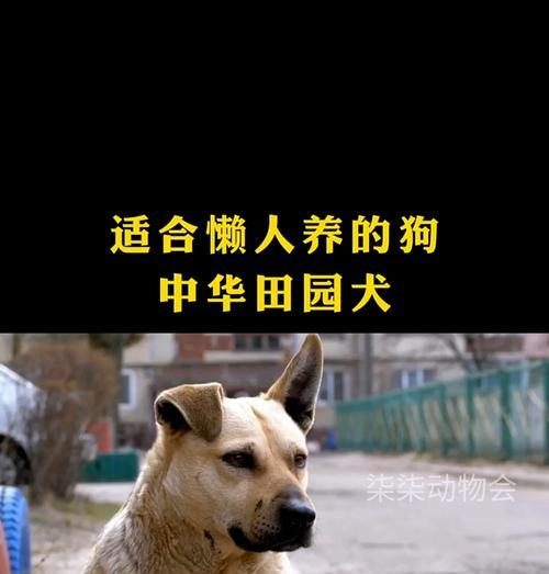 以土狗要养多久能卖（土狗饲养期长短影响卖价，）