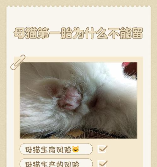 猫的生育间隔及影响因素