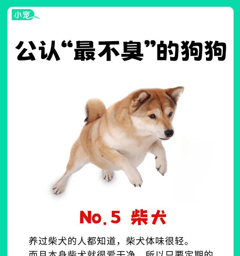 泰迪犬的年龄换算之谜（揭秘泰迪犬年龄与人类年龄的关系）