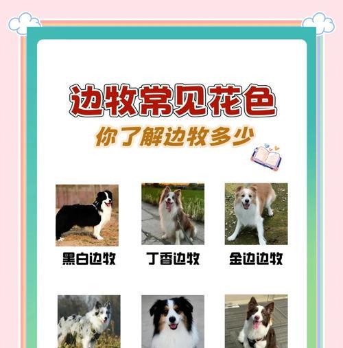 边牧换毛期（揭秘边牧换毛的时机和特点）