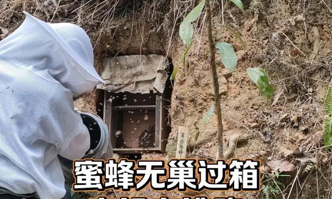 蜜蜂拉粑粑的秘密（究竟是什么让蜜蜂拉粑粑暴露了自己的住所？）