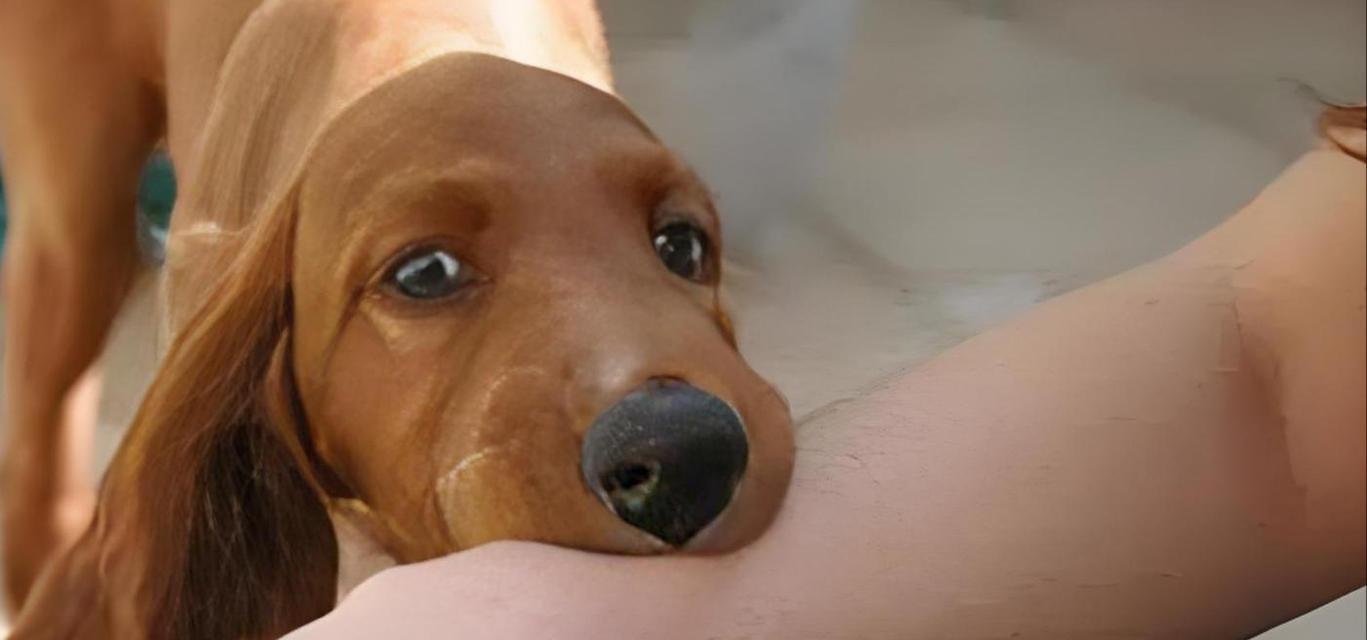 狗狗接种狂犬疫苗是否能保护人类免受咬伤？（了解狂犬疫苗的作用及其在保护人类健康中的局限性）