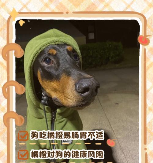 狗狗肠胃不好应该食用哪些食物？（为保护狗狗肠胃健康，这些食物你一定要知道！）