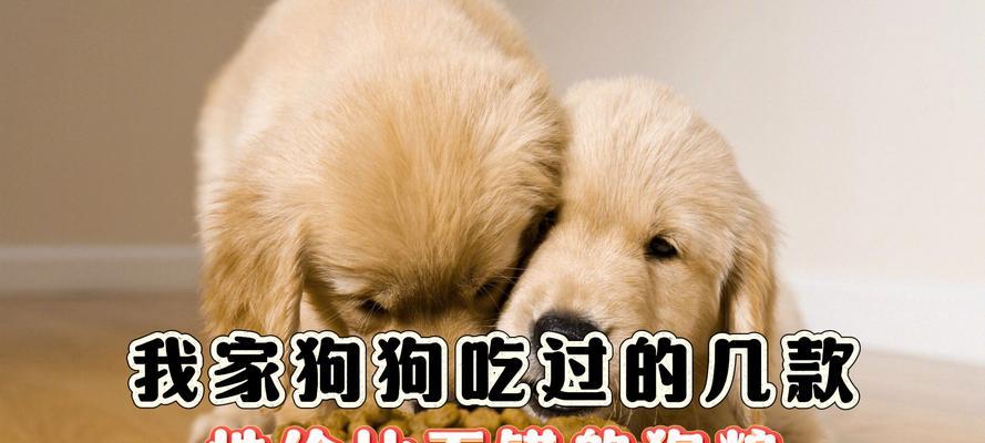 成年狗狗的日常饲养指南（了解成年狗狗的饮食需求和饲养要点，让它们健康快乐）