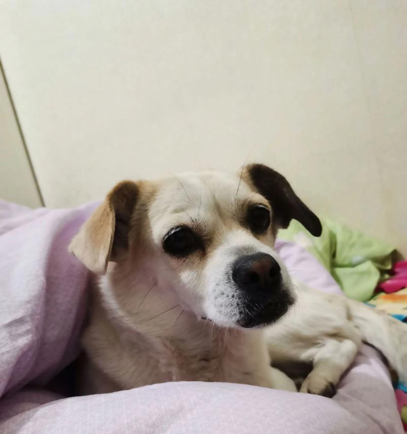 如何识别成犬缺钙的症状（了解成犬缺钙的迹象及预防措施）