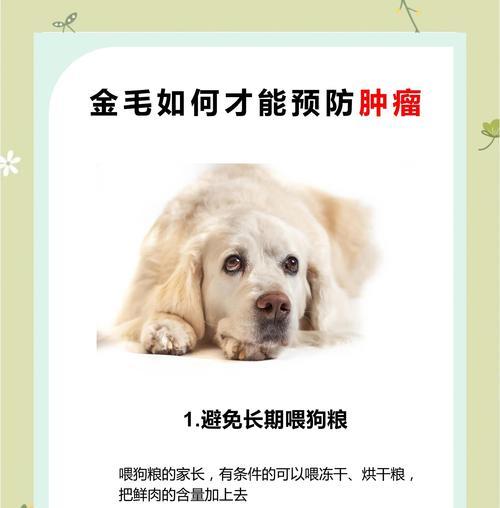 金毛幼犬养护指南（打疫苗是保护金毛幼犬健康的关键）