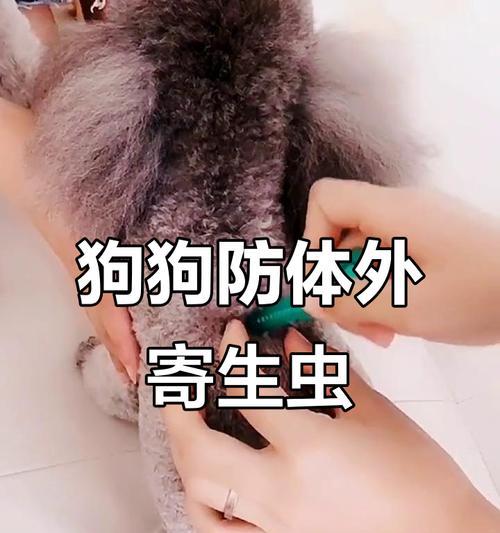 幼犬驱虫后虫体排出时间及相关注意事项（探索幼犬体内驱虫速度与影响因素）
