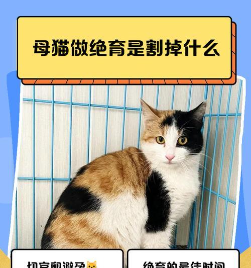母猫手术后的疼痛管理（了解母猫手术后疼痛的持续时间、缓解方法及注意事项）