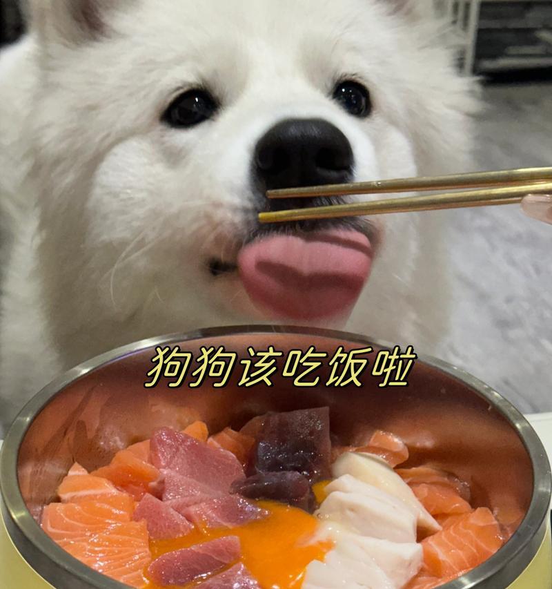 幼犬的饮食规律与注意事项（探讨幼犬饭量及饮食频率，为幼犬提供健康饮食的关键）