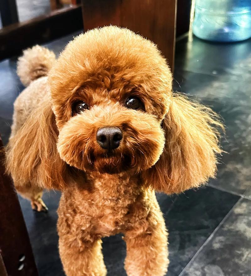 泰迪犬的生命周期（探索泰迪犬在不同阶段的特点和需求）