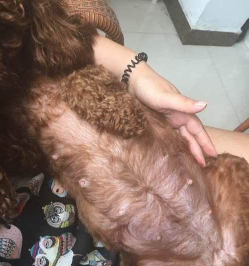 狗怀孕（探索狗繁殖周期和胚胎发育阶段的关键信息）