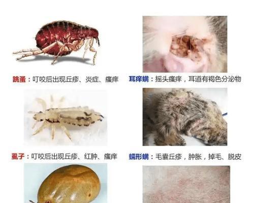 狗狗的反群行为周期及其关键因素（揭秘狗狗反群行为的周期，帮助你更好地理解你的宠物）