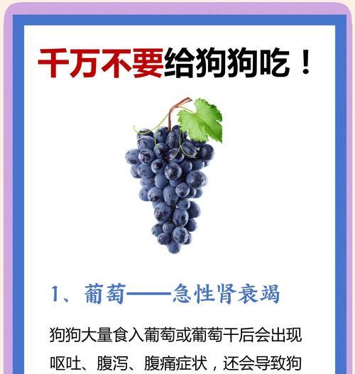狗狗身体健康的十大食物（为你的宠物提供多方面的营养补充）