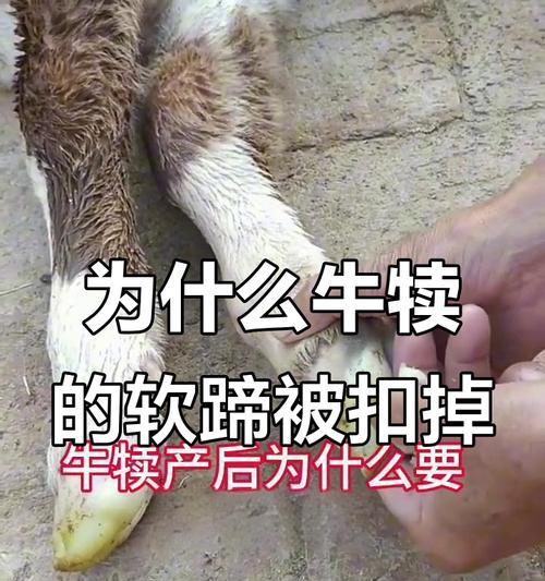 牛犊眼睛瞎的原因（探究以牛犊出生眼睛瞎的原因及其影响）