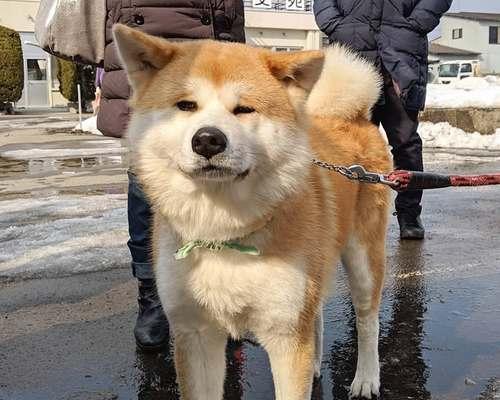 秋田犬与柴犬（通过关键特征和历史背景分辨这两种日本犬种）