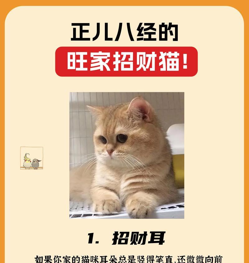 纯种伯曼猫的特点（了解纯种伯曼猫的基本信息）