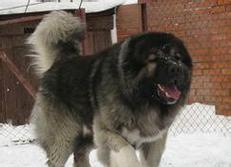 高加索犬（探索高加索犬的历史、特点及饲养技巧）