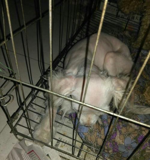 狗狗吐血的五种可能原因（探究狗狗吐血的原因及处理方法）