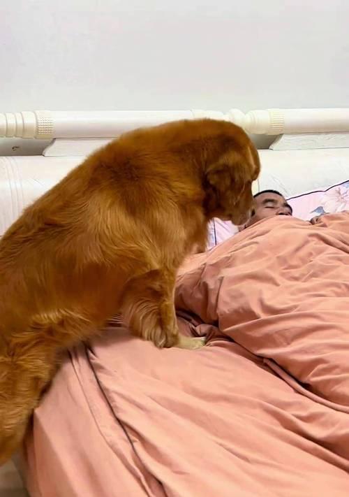 《如何照顾小金毛犬》（十问十答，打造幸福的狗狗生活）