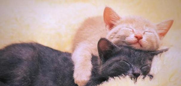 猫与人（探索猫咪与人类之间深厚情感的建立）