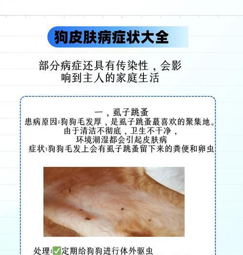 狗狗皮肤病传染给人的风险与预防措施（了解狗狗皮肤病传染给人的种类及防范方法）