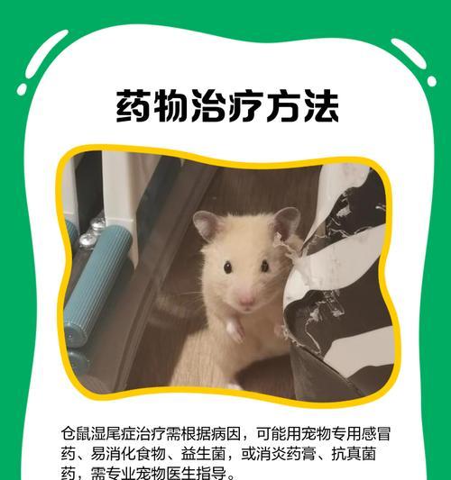 仓鼠湿尾病解析（原因、症状及预防措施）