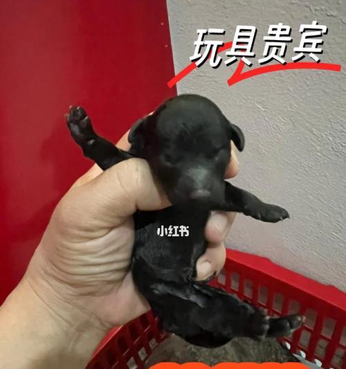 玩具贵宾（探讨玩具贵宾狗的寿命及影响因素）