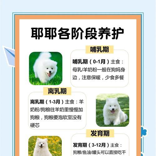 探索萨摩耶训练之道（了解训练萨摩耶所需的时间及技巧）