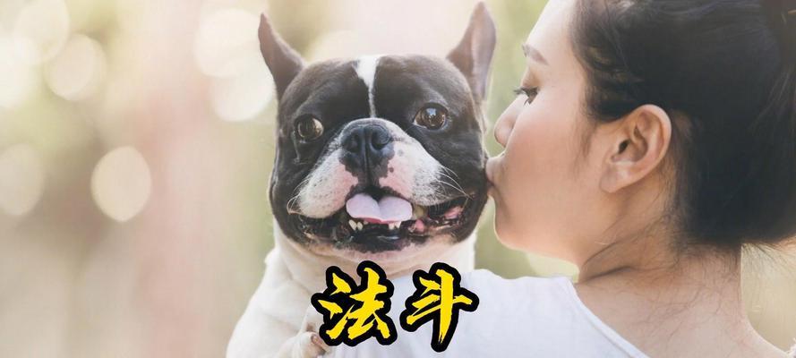法斗领回家后多久能洗澡？（洗澡时机对法斗的健康至关重要）