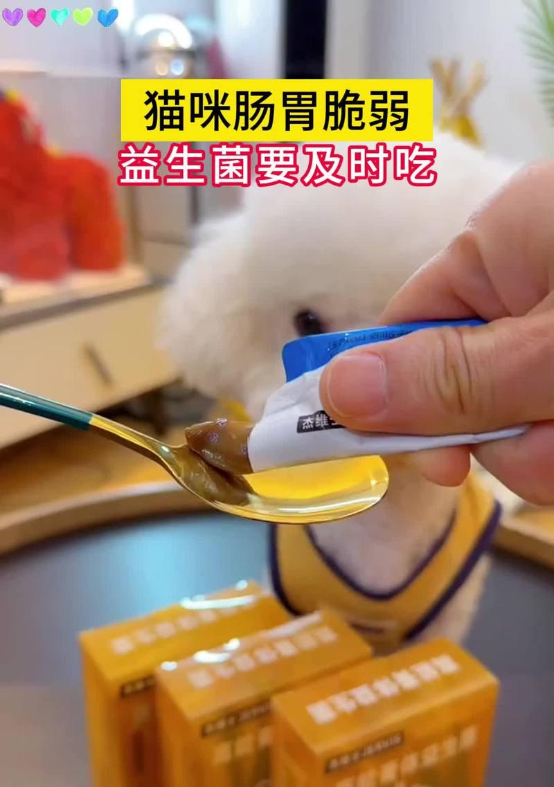 千万别养茶杯犬，因为寿命短（茶杯犬的健康隐患与寿命短暂的原因）